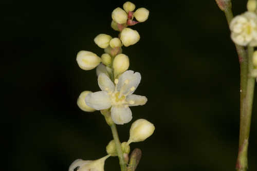 Fallopia cilinodis #11